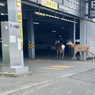 【リア獣】鹿がパチ屋の駐車場入ってったｗｗｗ